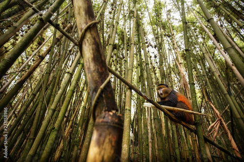 Canvas Print Wild and very rare golden monkey in the bamboo forest