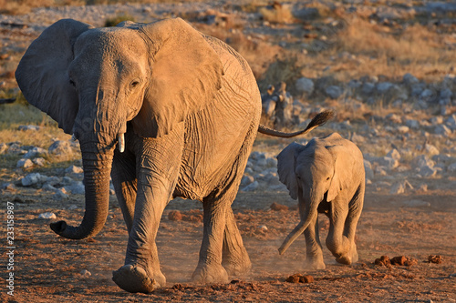 Elefanten im Abendlicht an der Wasserstelle Okaukuejo im Etosha Nationalpark in Namibia