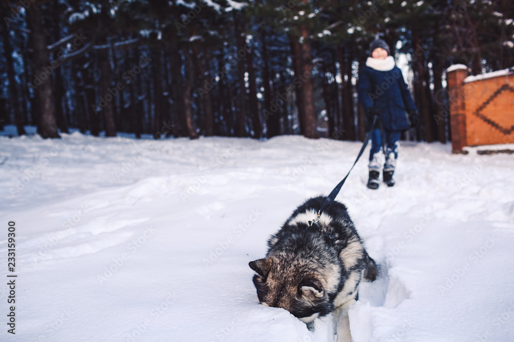 Naklejka premium Fun photo like a dog and a boy playing in the winter in the forest. Alaskan Malamute stuck his nose in the snow