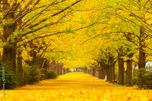Tunnel of ginkgo trees
