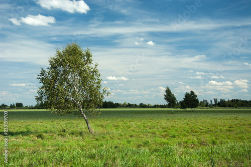 Inclined birch tree on a green meadow, trees on the horizon and white clouds on blue sky