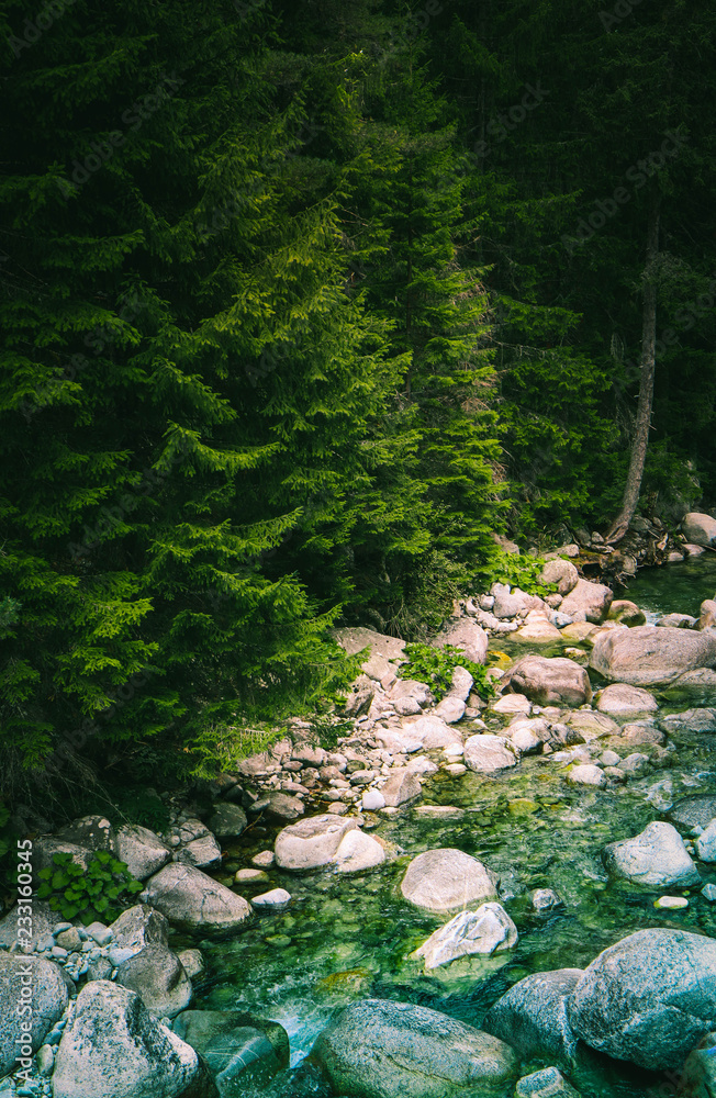 Fototapeta premium Pine tree forest river flows through the rocks. Beautiful powerful rapid steam of the mountain river flows between pebbles rocks. Nature of Balkanes, Bulgaria