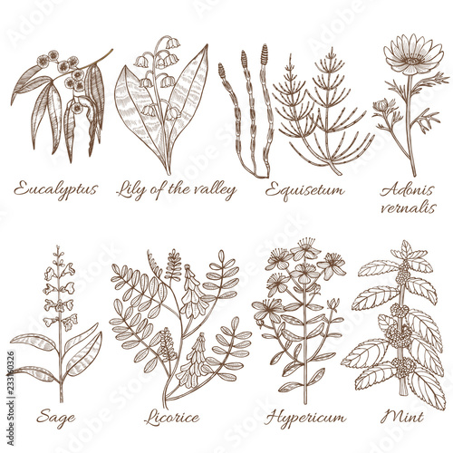 Set of Medicinal Plants in Hand Drawn Style