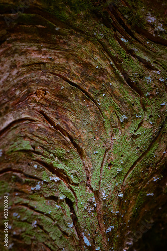 Floral wooden beautiful green moss texture closeup. Natural colorful mossy surface background, macro view.