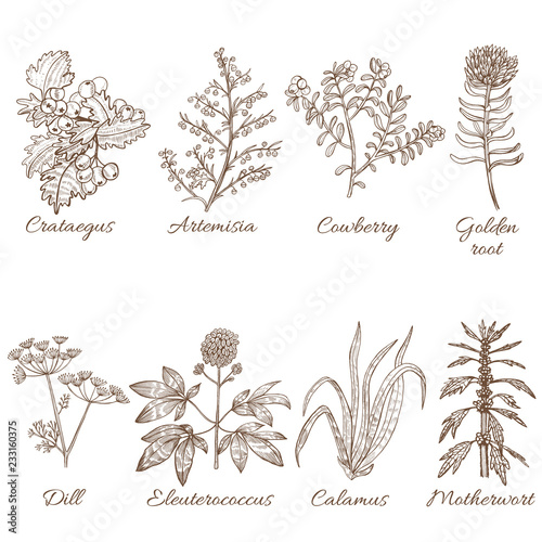 Colored Set of Medicinal Plants in Hand Drawn Style