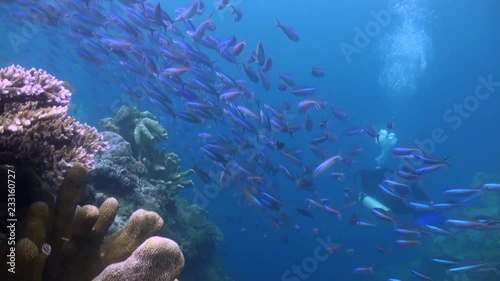  Large School of Fusiliers (Caesionidae) and Scuba Divers - Malaysia photo