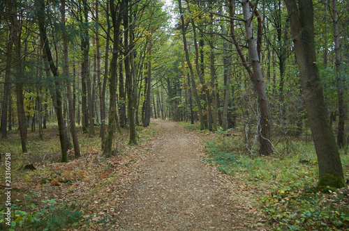 Herbstwald © Johannes