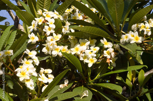 Weiß blühender Frangipani photo