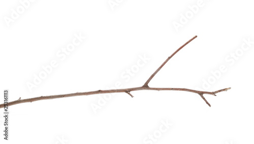 Wild dry liana, jungle vine isolated on white background, clipping path