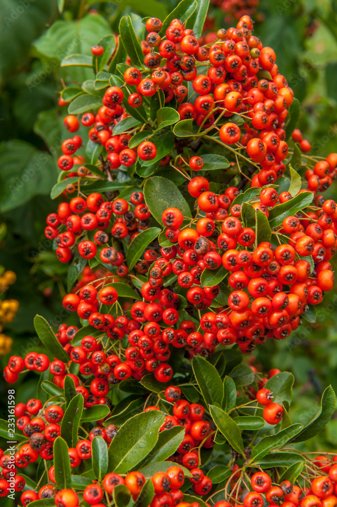 Obraz premium Vogelbeeren