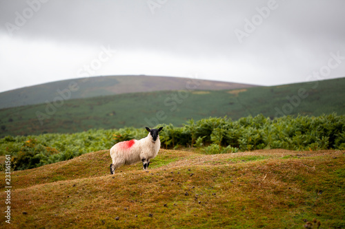 Oveja en el Parque Nacional de Dartmoor