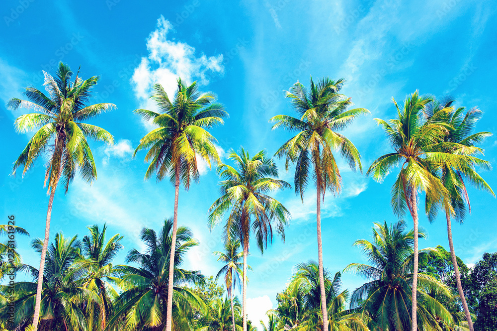 Coconut palm trees perspective view. Holiday and Vacation concept