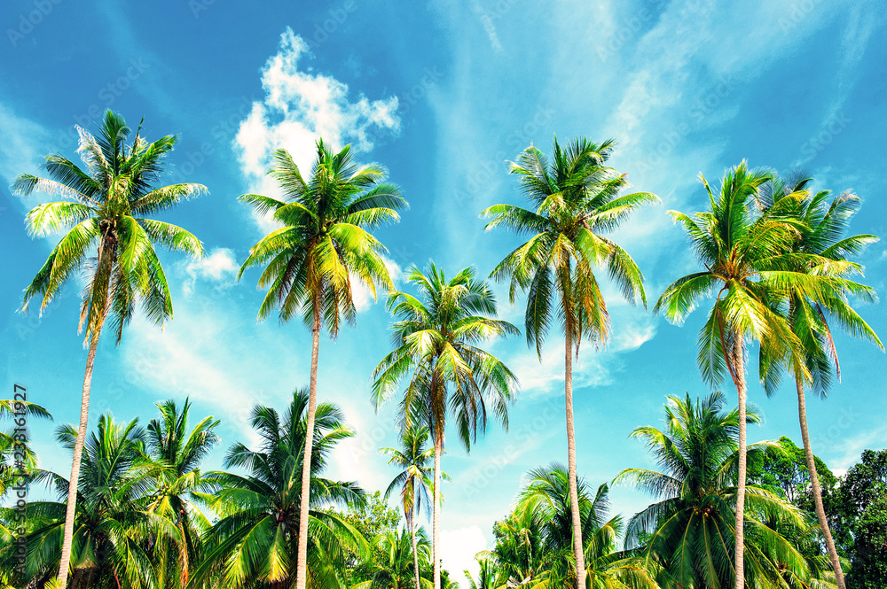 Naklejka premium Coconut palm trees perspective view