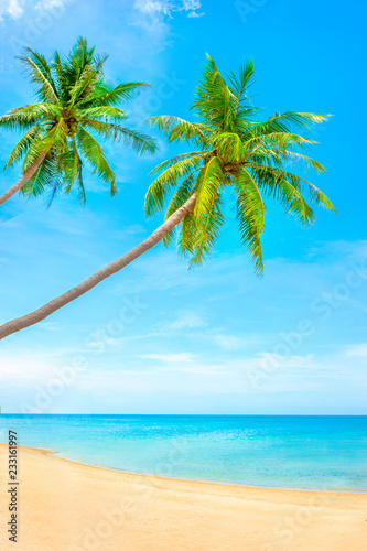 Fototapeta Naklejka Na Ścianę i Meble -  Tropical coast, beach with hang palm trees. Holiday and Vacation concept