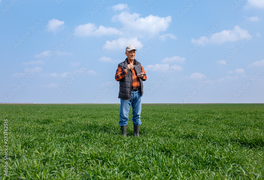 Senior farmer in filed looking at distance and examining young wheat corp during the sunny day.