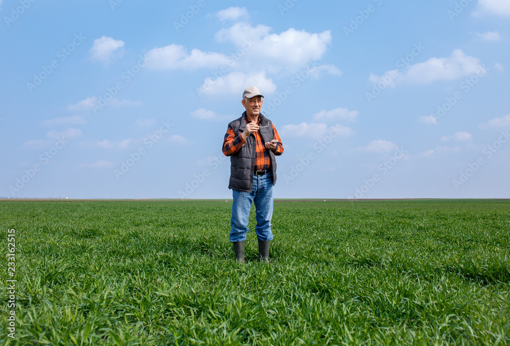 Senior farmer in filed looking at distance and examining young wheat corp during the sunny day. Senior farmer in filed looking at distance and examining young wheat corp during the sunny day.