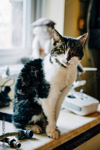 Fototapeta Naklejka Na Ścianę i Meble -  Lovely spotted cat at home