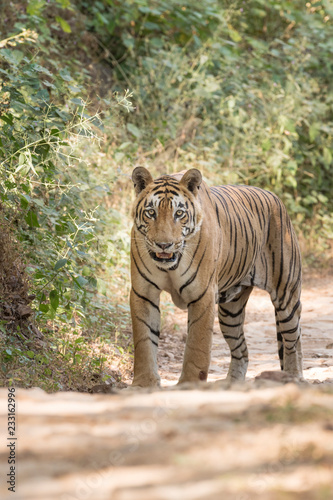 Bengal tiger  Panthera tigris tigris  standing on forest path  looking at camera  Ranthambhore National Park  Rajasthan  India.