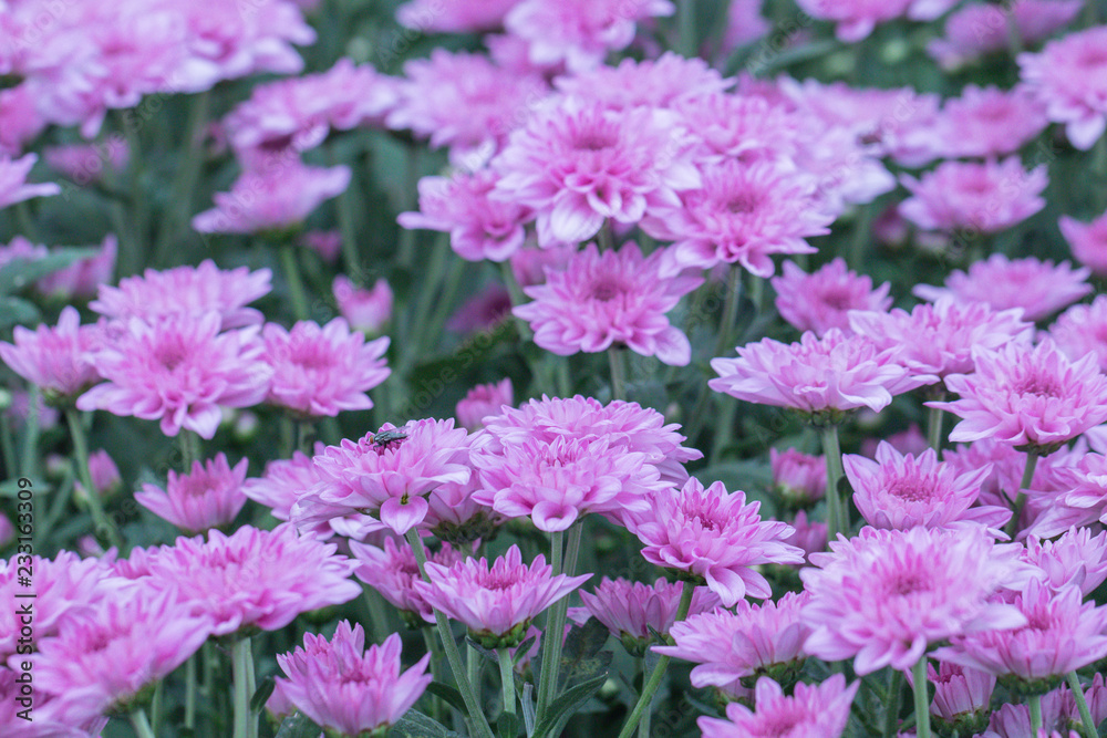 Pink Chrysanthemum flowers in a garden.Sometimes called mums or chrysanths.(Dendranthemum grandifflora).Beautiful pink flower. Pink Chrysanthemum flowers in a garden.Sometimes called mums or chrysanths.(Dendranthemum grandifflora).Beautiful pink flower.