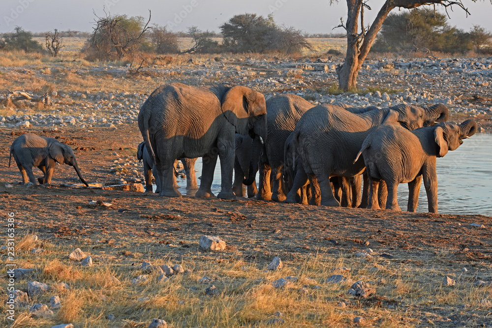 Φωτογραφία Elefantenherde (loxodonta africana) am Wasserloch Okaukuejo im Etosha Nationalpa