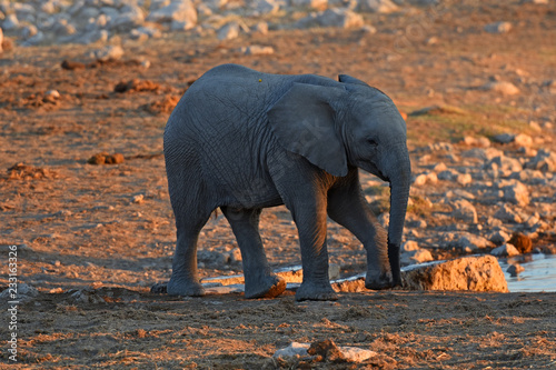 Baby-Elefant am Wasserloch Okaukuejo im Etosha Nationalpark in Namibia