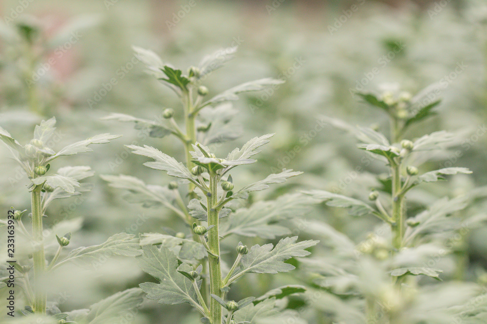 Fototapeta premium Chrysanthemum flower.Sometimes called mums or chrysanths.(Dendranthemum grandifflora)