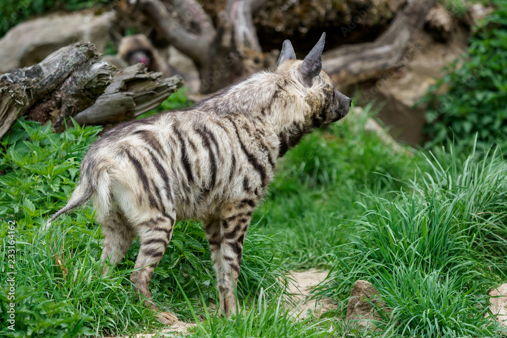 Striped hyena (Hyaena hyaena sultana) Striped hyena (Hyaena hyaena sultana)