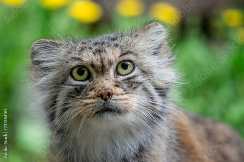 Manul or Pallas's cat, Otocolobus manul, cute wild cat from Asia.