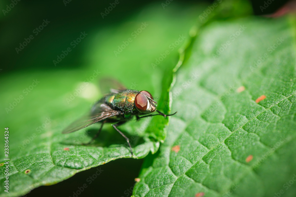 Head with compound eyes on green leaves Head with compound eyes on green leaves