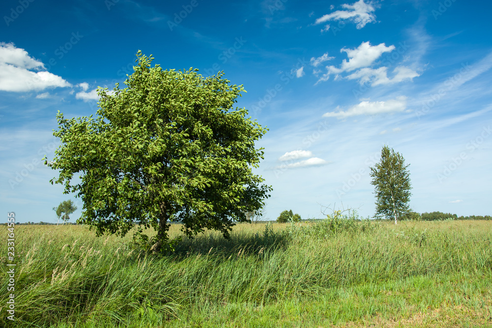 Obraz premium Deciduous tree on the meadow