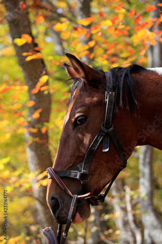 Horse portrait on nature in the autumn forest