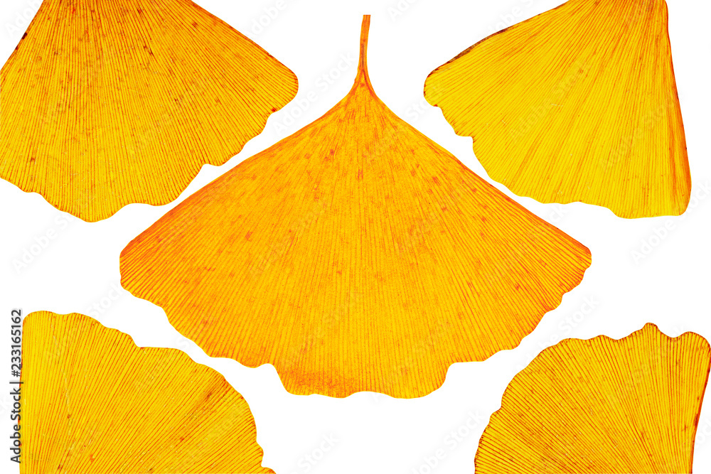 Naklejka premium Beautiful ginkgo leaves isolated on white background