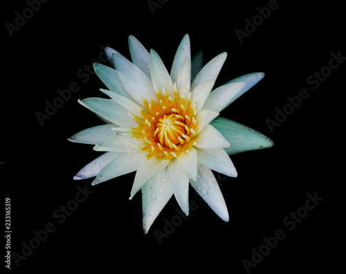 A white lotus on the black background