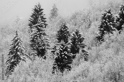 Konstfotografi Foresta con faggi e abeti rossi in Inverno con neve