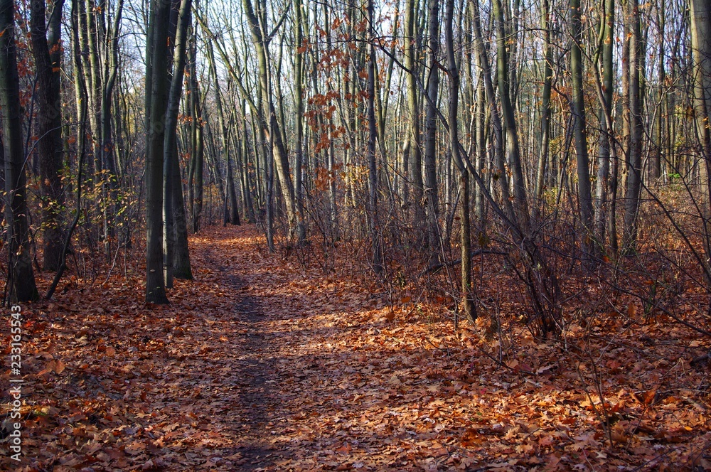 Path in autumn forest