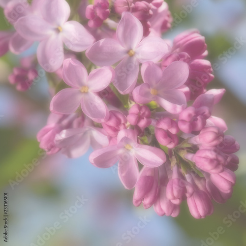  lilac blossoms on branches