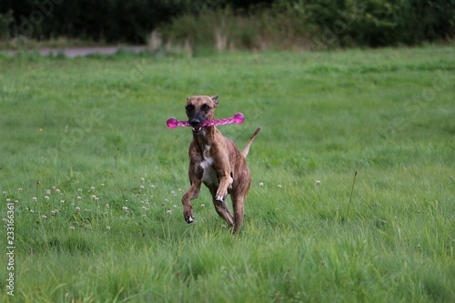 beautiful brindle whippet is running in the garden with a pink toy in the mouth