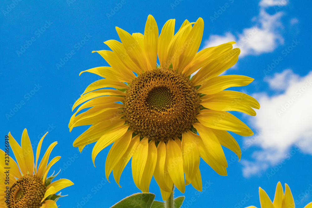 Sun flower in a nature background.A yellow flower in fields. Sun flower in a nature background.A yellow flower in fields.