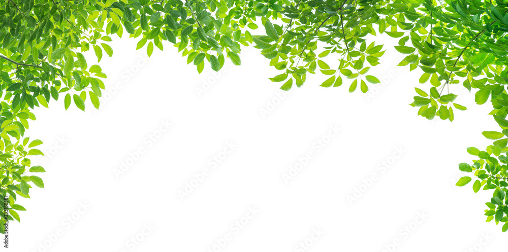 Green leaves isolated on white background Green leaves isolated on white background