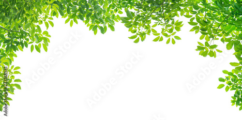 Green leaves isolated on white background