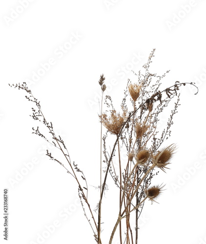Dry burdock  thistle isolated on white background with clipping path