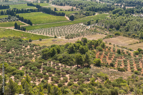 Olivenbäume im Tal von Les Baux-de-Provence © Eberhard