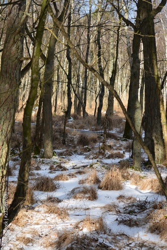 Winter im Darsswald photo