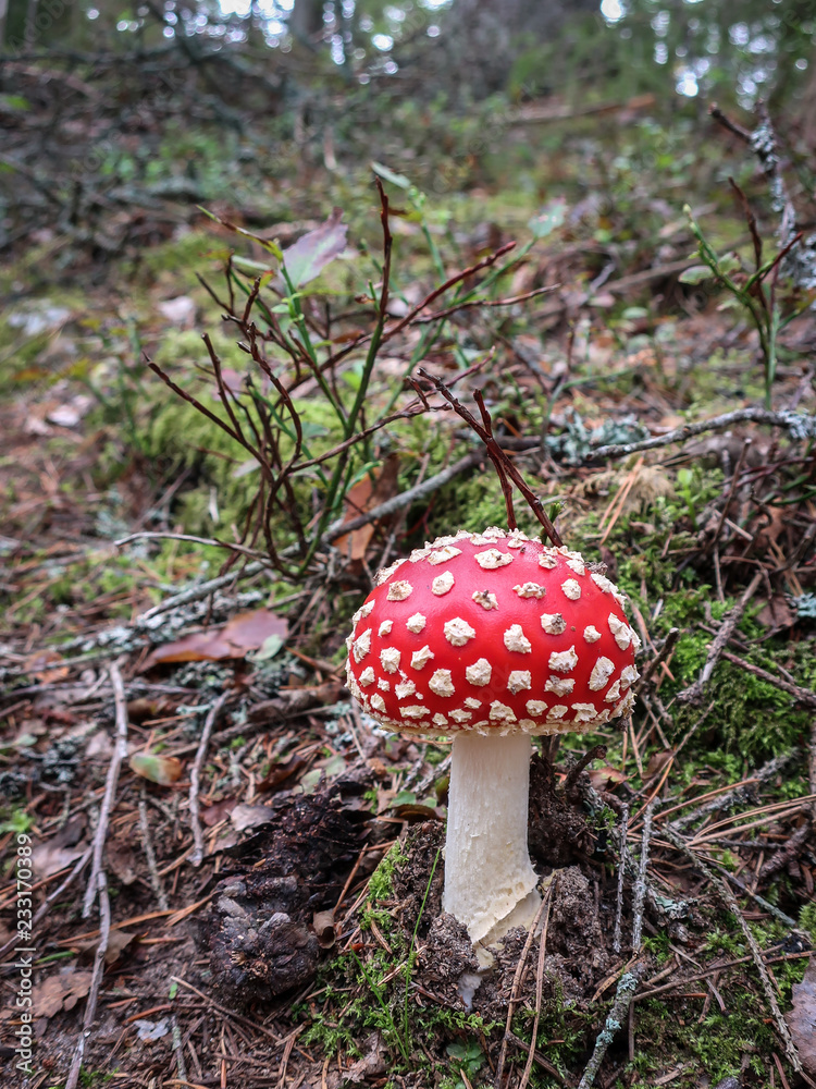 Red poisonous Fly Agaric mushroom. Amanita Muscaria. Red poisonous Fly Agaric mushroom. Amanita Muscaria.