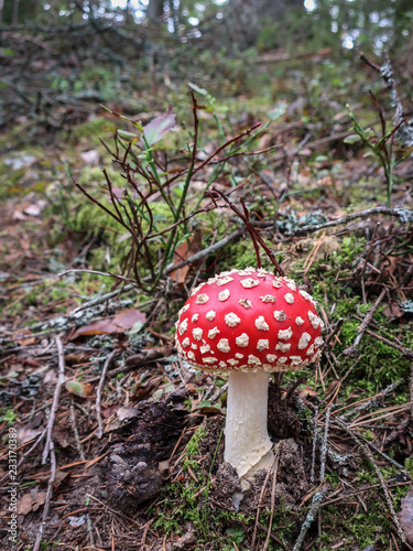 Red poisonous Fly Agaric mu...