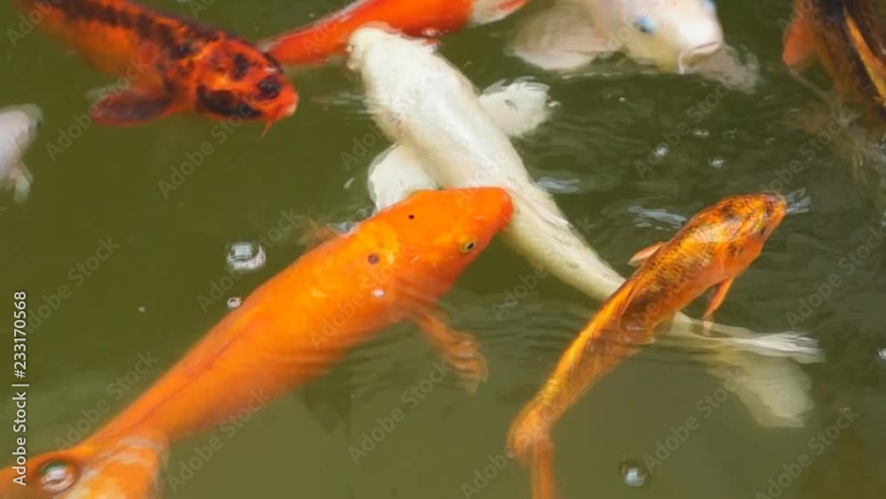 school of different species of koi goldfish swim in a pond of water school of different species of koi goldfish swim in a pond of water