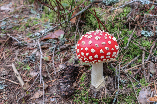 Red poisonous Fly Agaric mu...