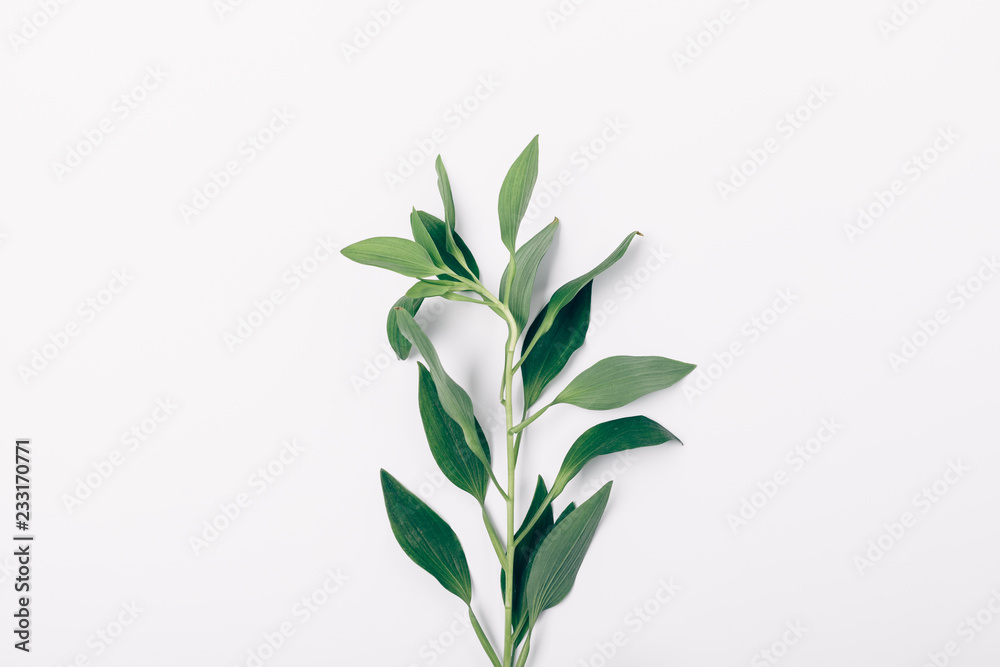 One branch with green leaves on white background