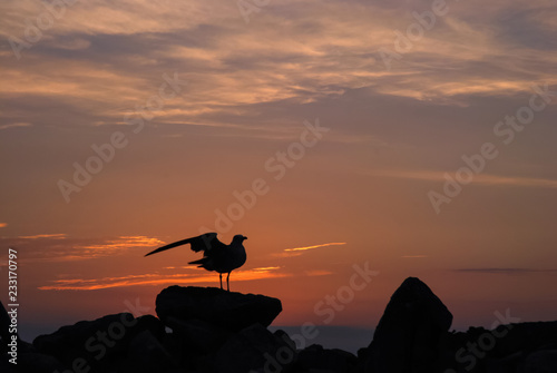Fototapeta Naklejka Na Ścianę i Meble -  Seagull on stone in sunset