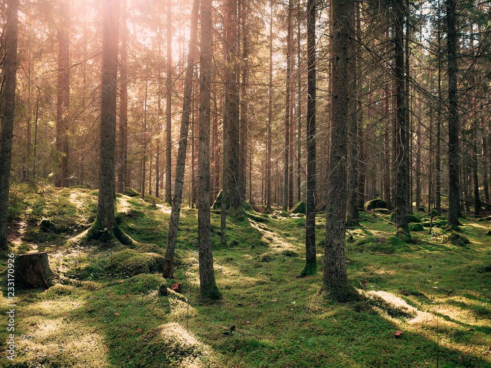 Cozy mossy green forest with warm back light in the sunset. Cozy mossy green forest with warm back light in the sunset.